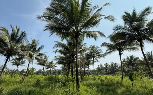 Farm for sale in Shigao, South Goa.33 acres