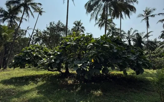 Farm for sale in Shigao, South Goa.33 acres