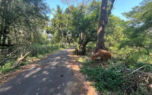 Plot for Sale in Benaulim